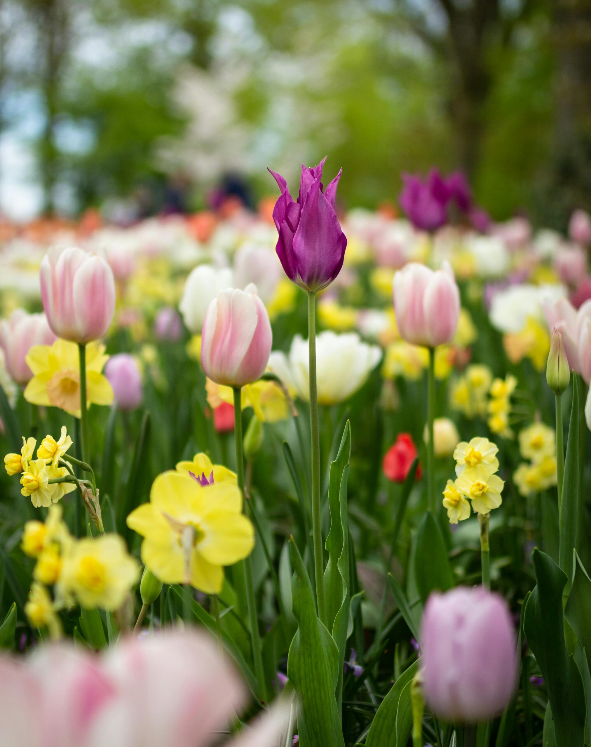 Spring Into Success: A Seasonal Refresh for Your Business